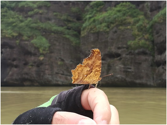 龙虎山